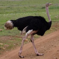 /album/resultadoscbnet/avestruz-jpg/