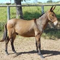 /album/resultadoscbnet/burro-jpg/