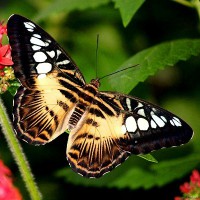 /album/resultadoscbnet/borboleta-jpg/