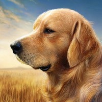 /album/resultadoscbnet/cachorro-jpg/