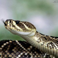 /album/resultadoscbnet/cobra-jpg/