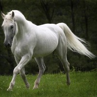 /album/resultadoscbnet/cavalo-jpg/