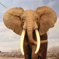 /album/resultadoscbnet/elefante-png/