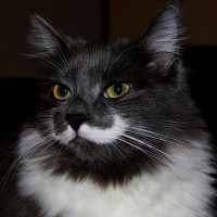 /album/resultadoscbnet/gato-jpg/