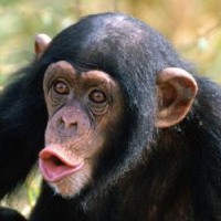 /album/resultadoscbnet/macaco-jpg/