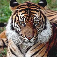 /album/resultadoscbnet/tigre-jpg/