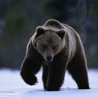 /album/resultadoscbnet/urso-jpg/