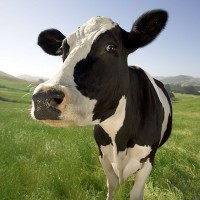 /album/resultadoscbnet/vaca-jpg/